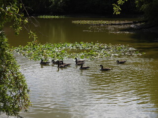Canadian geese living within the wetlands of the Bombay Hook National Wildlife Refuge, Kent County,...
