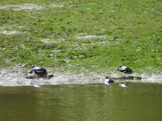Eastern painted turtles, enjoying a warm, sunny day, within the wetlands of the Bombay Hook...