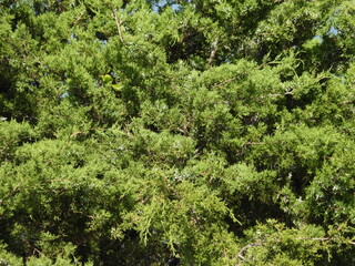 Eastern red cedar, juniper, natural texture, background. Bombay Hook National Wildlife Refuge, Kent county, Delaware. 