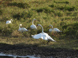 Hungry mute swans grazing on the wetland grasses. Bombay Hook National Wildlife Refuge, Kent...
