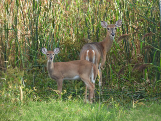 Mommy whitetail deer, and her baby, living within the wetlands of the Bombay Hook National Wildlife...