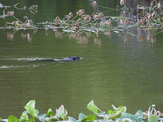 A beaver swimming within the wetland waters of the Bombay Hook National Wildlife Refuge, Kent County, Delaware. 