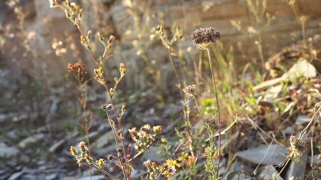 Steinbruch Blume Pflanzen Pionierpflanzen Jurakalk Altm&uuml;hltal Jura-Marmor Jura-Kalkstein