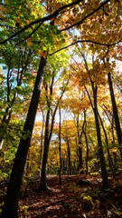 Naklejka premium Autumn forest canopy (1)