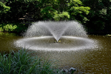 fontanna ogorodowa tworząca na stawie kolisty krąg świetlny, oświetlona słńcem tryskająca fontanna, fontanna w słońcu, fountain in the pond, garden fountain creating a circle of light on the pond  © kateej