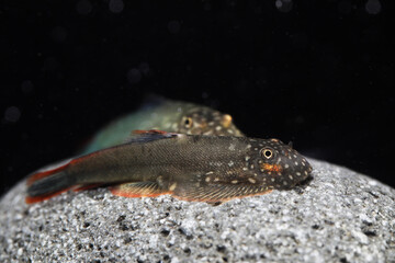 Ornate Borneo Sucker (Gastromyzon ornaticauda)