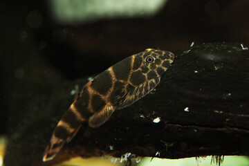 Rare Gold net Hillstream loach (Gastromyzon auronigrus)