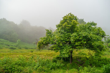 Fototapeta premium solitary tree standing in a misty swiss landscape, surrounded by lush green grass and mysterious fog, creating a serene and tranquil atmosphere
