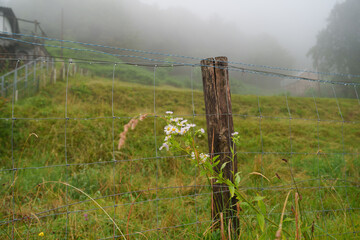 delicate wildflowers blooming near a rustic wooden fence in a misty swiss meadow, surrounded by...