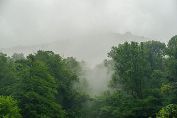 mystical swiss forest enveloped in mist, showcasing lush trees and rolling hills under a soft,...