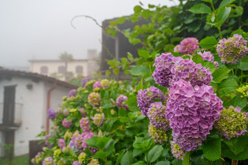 beautiful hydrangeas blooming in a misty swiss village, surrounded by charming houses and vibrant...