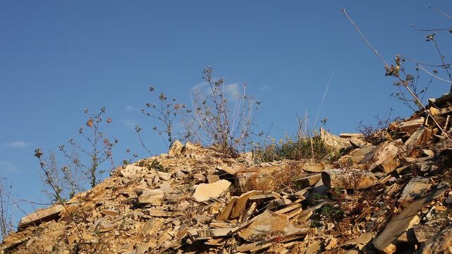 Steinbruch Blume Pflanzen Pionierpflanzen Jurakalk Altm&uuml;hltal Jura-Marmor Jura-Kalkstein