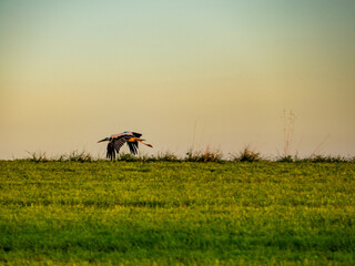 Storch auf einem Feld im Abendlicht