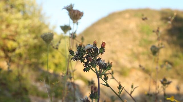 Steinbruch Blume Pflanzen Pionierpflanzen Jurakalk Altm&uuml;hltal Jura-Marmor Jura-Kalkstein