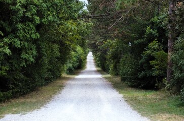 Fototapeta premium path in the forest