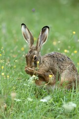 European hare (Lepus europaeus) cleaning its snout using its paws to wipe its nose as part of grooming routine