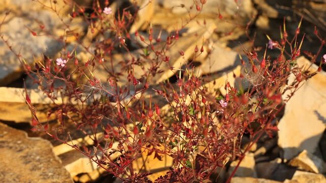 Steinbruch Blume Pflanzen Pionierpflanzen Jurakalk Altm&uuml;hltal Jura-Marmor Jura-Kalkstein