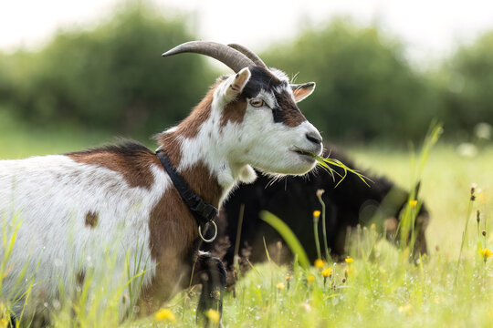 Playful pygmy goats grazing on a sunny meadow