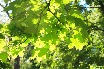 Norway Maple Leaves, Germany
