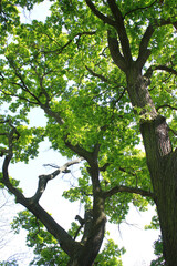 Oak Tree, Quercus robur, Germany
