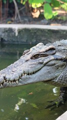 Obraz premium Croc in murky water