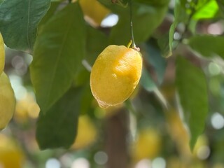 Ripe lemon hanging from a sunlit branch