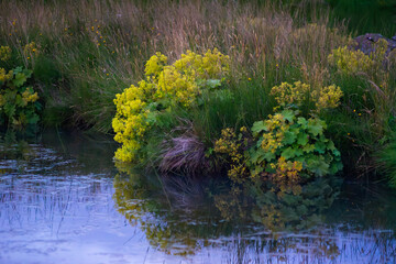 Yellow wildflowers by calm riverbank with reflection