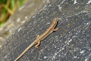 close-up of a beautifully patterned lizard basking on a smooth rock in the lush landscapes of Switzerland, showcasing the rich biodiversity and natural beauty