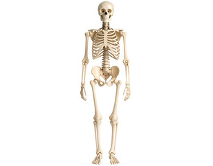 Human skeleton model for educational purposes, white background