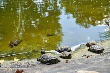 Red-eared sliders bask in the sun on the shore of a small pond.