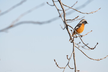 Daurian Redstart on Winter Tree Branch in Korea