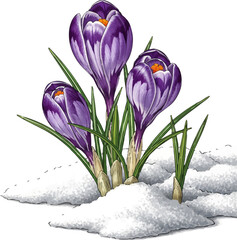 A Trio of Crocuses in the Snow