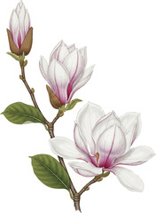 Three Stems of Magnolia in Progression