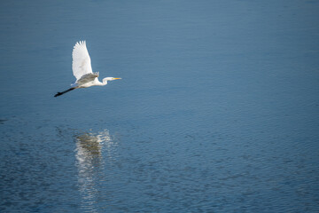 White Egret Flying Over Blue Water with Reflection in Korea