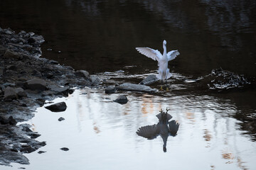 White Egret with Open Wings Reflecting in Water, Korea