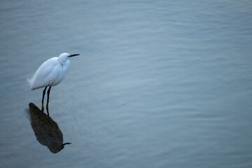 Solitary Egret Standing in Water with Reflection in Korea