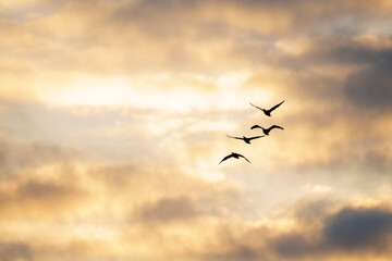 Flying Migratory Birds at Sunset Sky in Korea