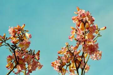 Pink cherry blossoms in full bloom against a bright sunny sky, captured from below the branch for a vibrant, uplifting springtime floral scene showcasing delicate petals and seasonal beauty.