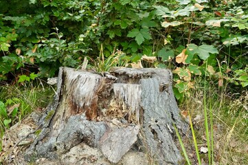 Tree stump in the forest. The trunk of an old tree.