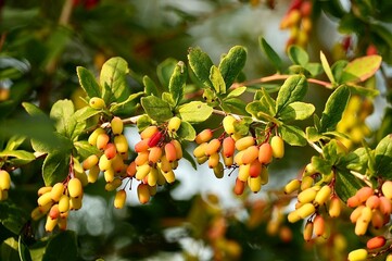 Berberis vulgaris, commonly known as the barberry or simply barberry, is a shrub in the genus Berberis.