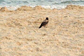 Crow on the beach with sand and sea in the background.