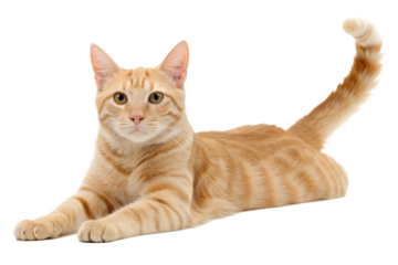 Charming ginger tabby cat with beautiful striped fur gracefully lounging on a clean white background, showcasing its relaxed posture and bright eyes. Ideal for pet and animal themes.