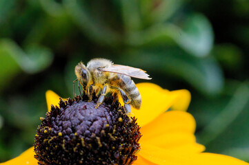 Pollen covered bee on a flower