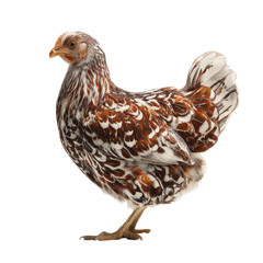 colorful hen with intricate feather patterns stands gracefully, showcasing its unique plumage and vibrant colors. This bird represents beauty of farm life and nature