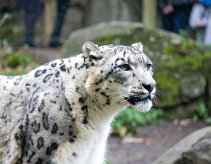Close-up of a snow leopard