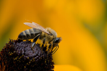 bee on yellow flower