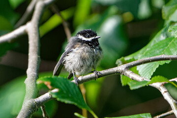 Black-capped Chickadee on a branch