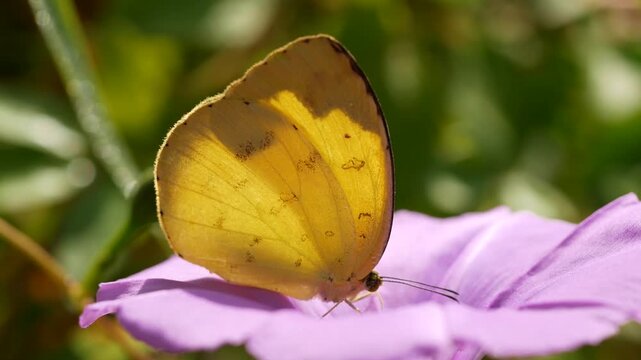 Apricot Sulphur Butterfly (Phoebis argante) on trumpet flower