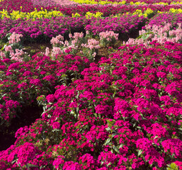 Obraz premium The Sweet William or Dianthus Barbatus flowering in gardens on a sunny day