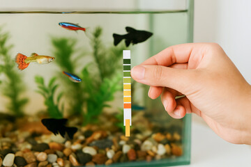 Person testing aquarium water quality with color ph test strip for tropical fish in home setting. concept of pet care, water maintenance, aquatic life.